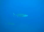 horseshoe8022maguro.jpg