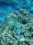 kerama8384fugu.jpg