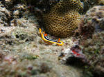syukuIMG_3327.jpg