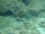 sunabe-akajin.jpg
