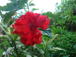 sunabe930hibiscus.jpg