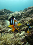 syukuIMG_4461.jpg