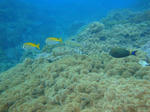 sunabe1021sofu-fish.jpg
