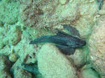 sunabe1021tsumajiro.jpg