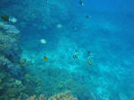 sunabe1023chikei-fish.jpg