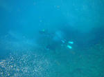 sunabe1023diver.jpg