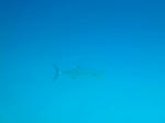 minna1030fish.jpg