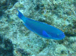 kerama1112irabuchi.jpg