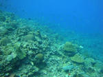 motobu1113fish.jpg