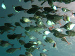 syukuIMG_5299.jpg