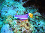 6846kerama.jpg