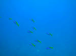 DSC7097hedo.jpg