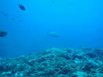 DSC07126hedo.jpg
