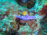 DSC07196onna.jpg