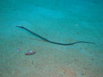 DSC07225onna.jpg