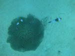 DSC07211onna.jpg