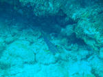 DSC07587onna.jpg