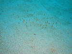 DSC07612onna.jpg