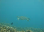 DSC07652onna.jpg