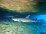 DSC07635onna.jpg