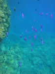DSC07718kerama.jpg