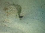 syukuIMG_7743.jpg