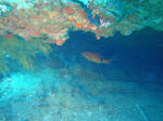 DSC00118onna.jpg