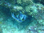 DSC00113onna.jpg