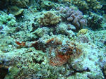 DSC00344ho-syu.jpg