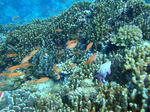 DSC00460kerama.jpg