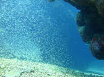 DSC00751kerama.jpg