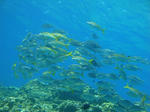 DSC00826kerama.jpg