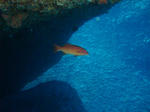 DSC00833onna.jpg