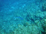 DSC00900onna.jpg