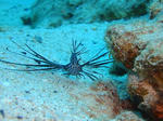 DSC02319kerama.jpg
