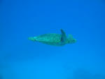 DSC02301kerama.jpg
