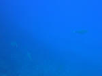 DSC02381kerama.jpg