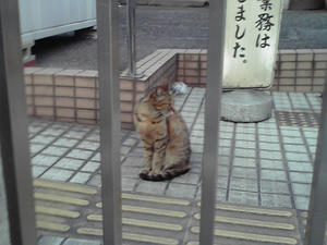 ネコ「勝手に撮ってんじゃねぇよ」