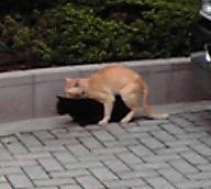 それとも俺の勘違い・・・？