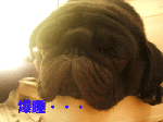DSCF3611a.gif