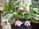 DSC00737.JPG