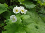DSC00680.jpg