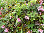 DSC00695.jpg