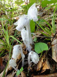 DSC00711.jpg
