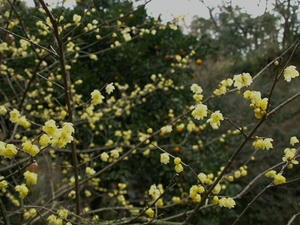 P1208682shuusei.JPG