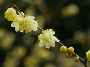P1208684shuusei.JPG