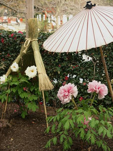 P1208776shuusei.JPG