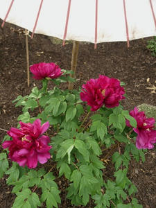 P1208771shuusei.JPG