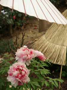 P1208786shuusei.JPG