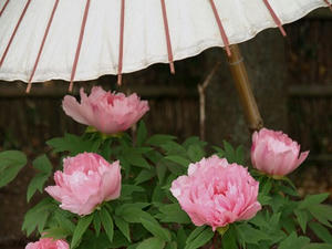 P1208792shuusei.JPG